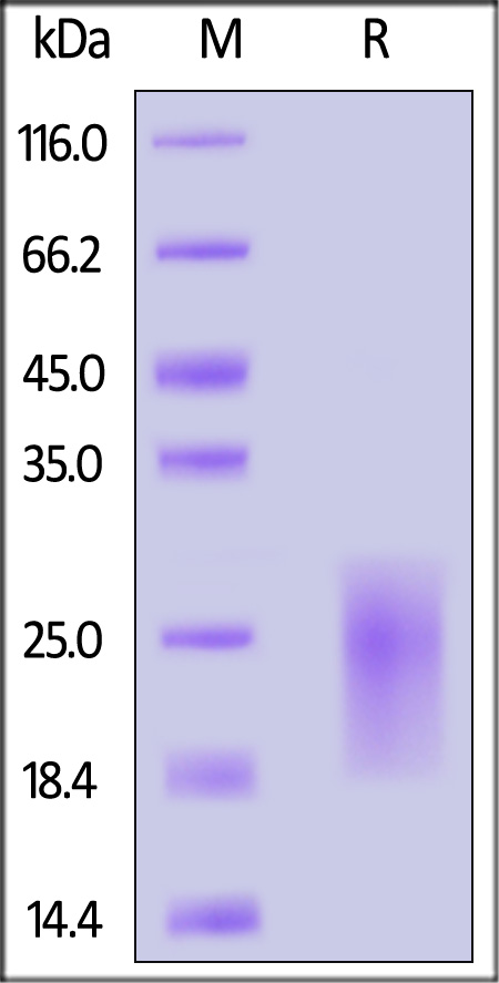 ALK-1 SDS-PAGE