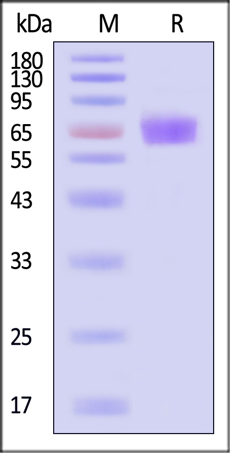 Angiopoietin-2 SDS-PAGE