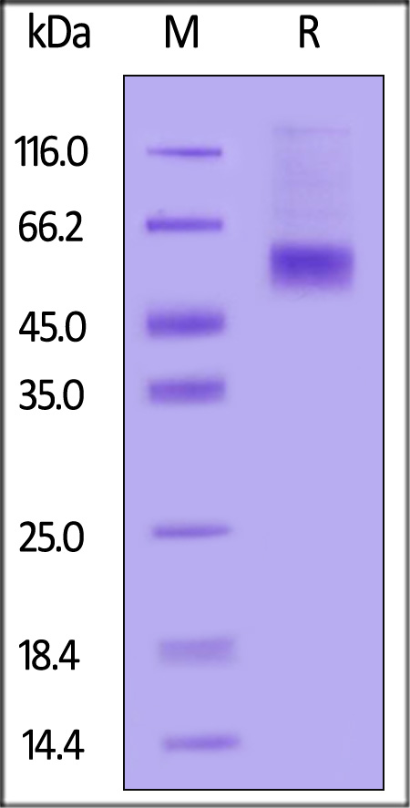 B18R (Vaccinia Virus) SDS-PAGE