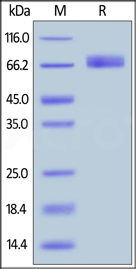 B7-H2 SDS-PAGE