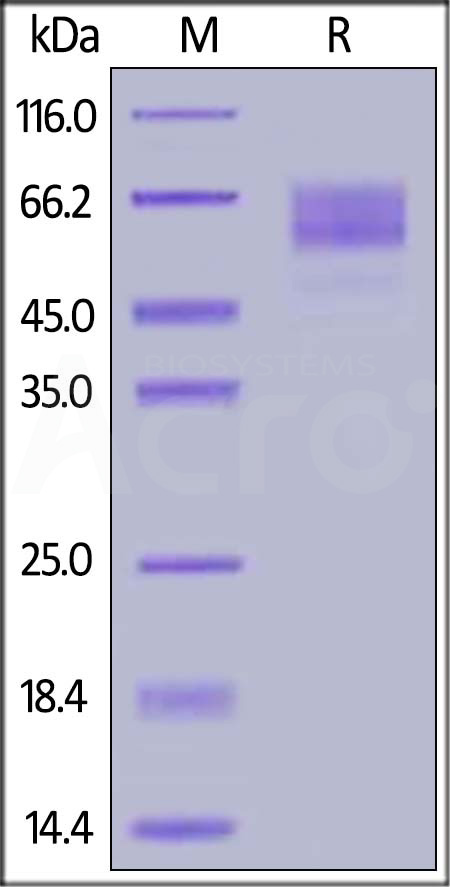 CADM1 SDS-PAGE