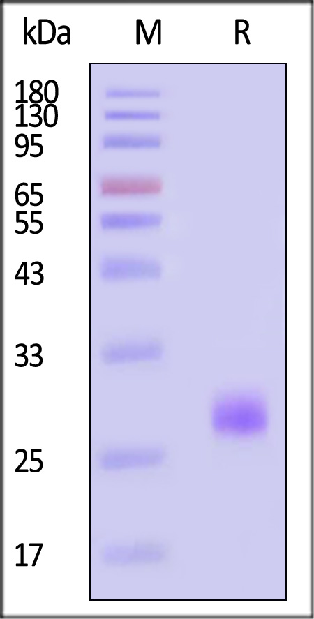 Cardiotrophin 1 SDS-PAGE