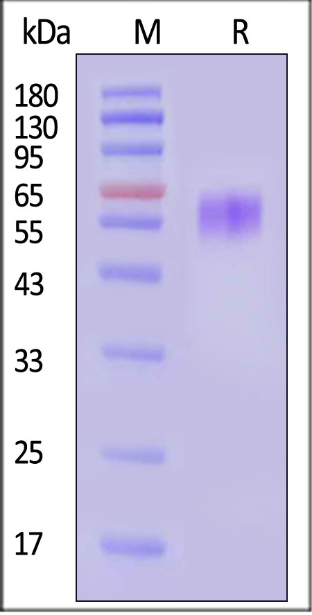 CDCP1 SDS-PAGE