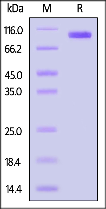 CDCP1 SDS-PAGE