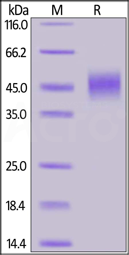 Siglec-3 SDS-PAGE