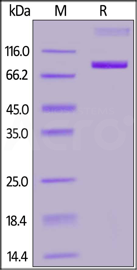 Siglec-3 SDS-PAGE