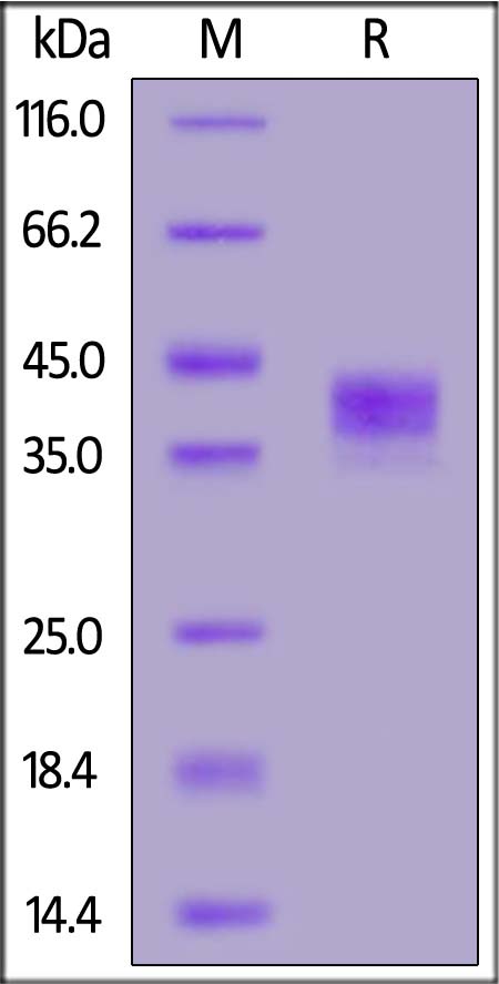 Mouse Siglec-3, His Tag (Cat. No. CD3-M52H4) SDS-PAGE gel