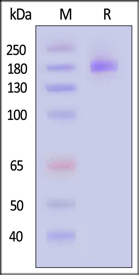 CD206 SDS-PAGE