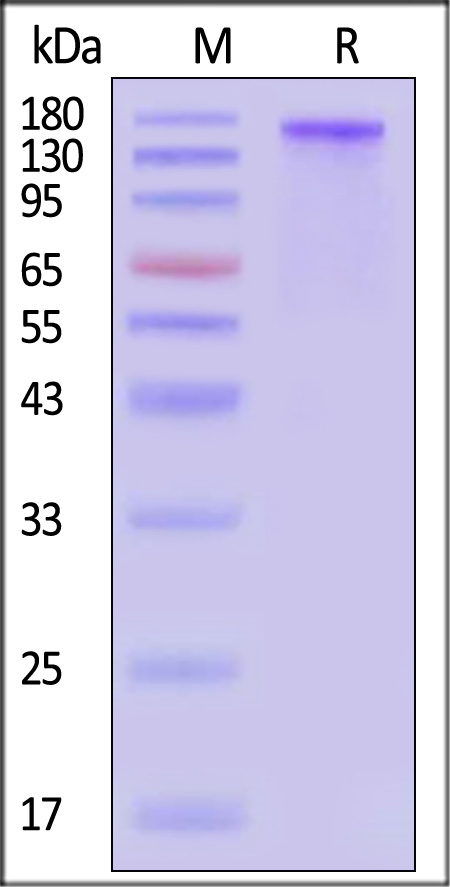 CD206 SDS-PAGE