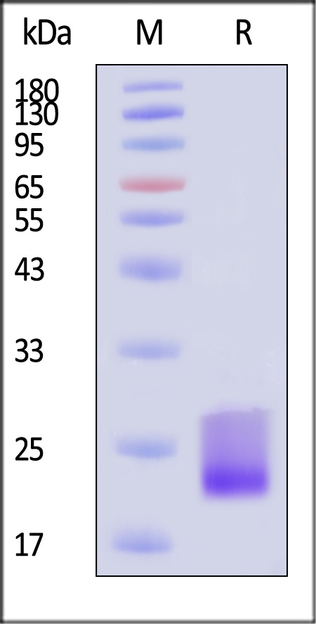 CD69 SDS-PAGE