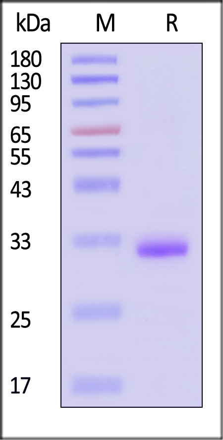 FMC63 SDS-PAGE