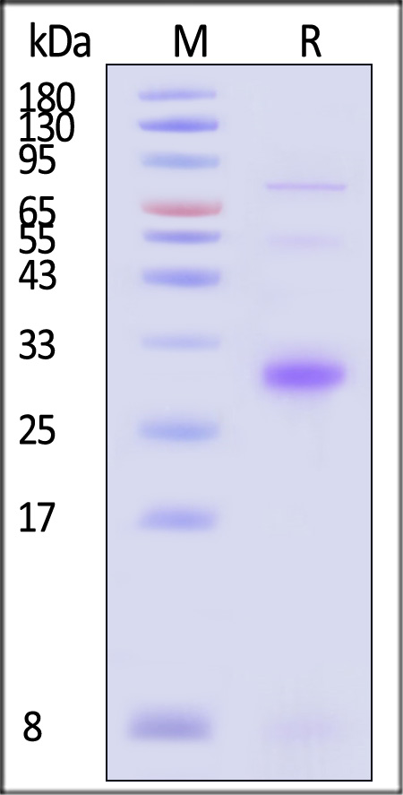 Claudin-6 SDS-PAGE