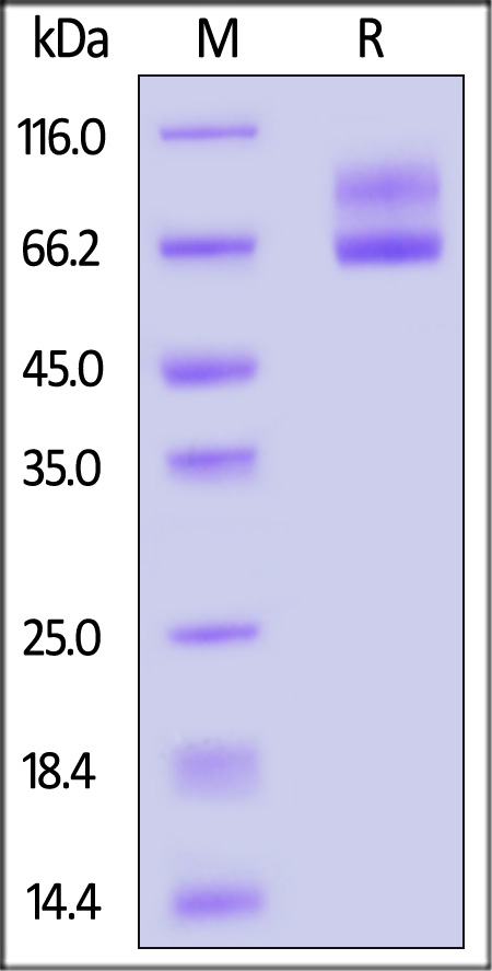 Glycoprotein C/GP-C (LCMV) SDS-PAGE