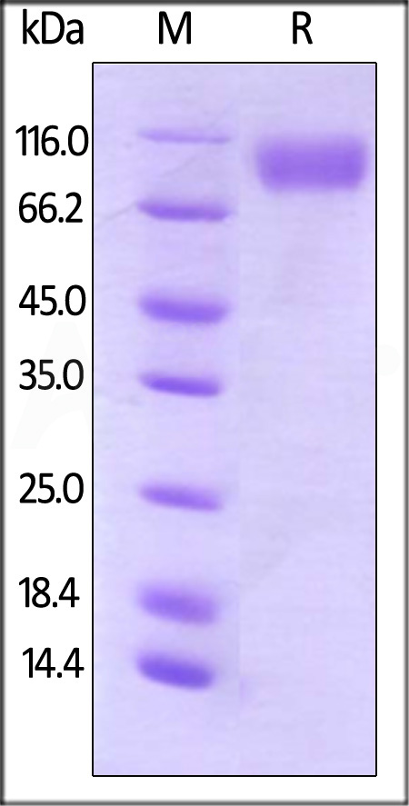 CD200 R1 SDS-PAGE