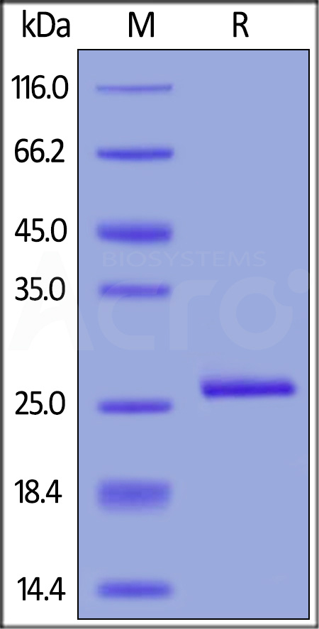 C-Reactive Protein SDS-PAGE