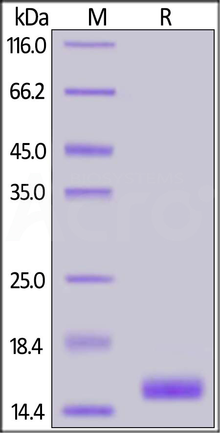 Cystatin D SDS-PAGE