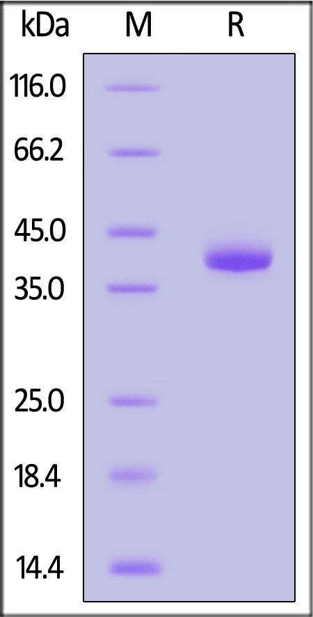 CXCL2 SDS-PAGE