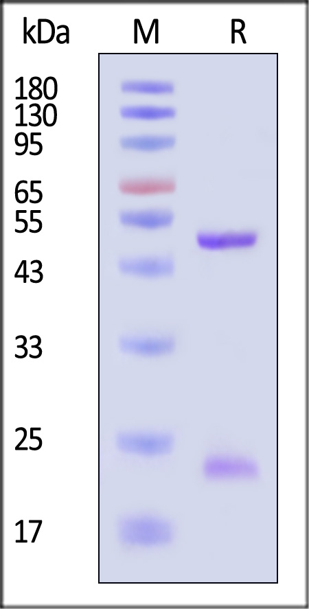 Non-structural protein 1/NS1 (DENV) SDS-PAGE