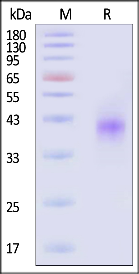 Dkk-1 SDS-PAGE