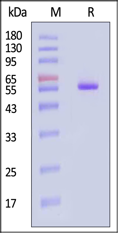 scFv control SDS-PAGE