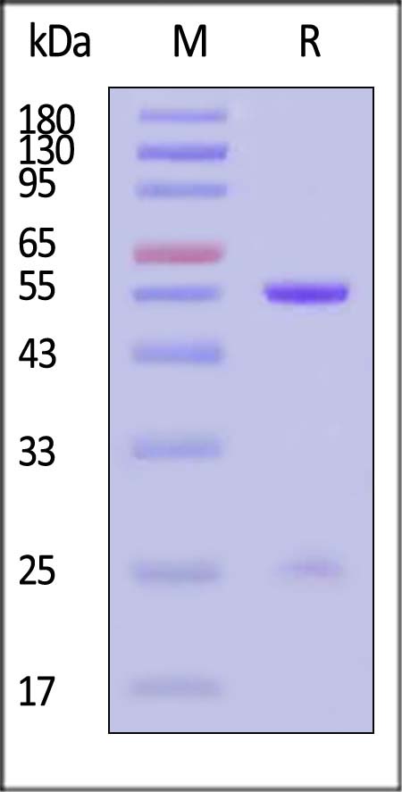 IgG control SDS-PAGE