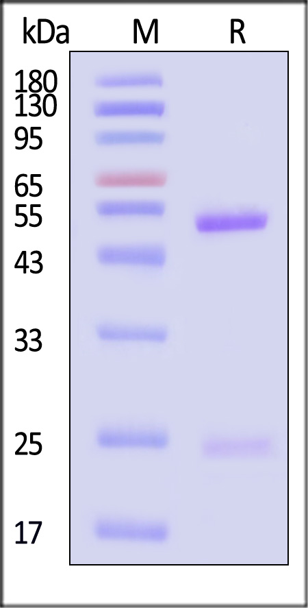 Doxorubicin SDS-PAGE