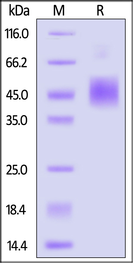 E8L (MPXV) SDS-PAGE