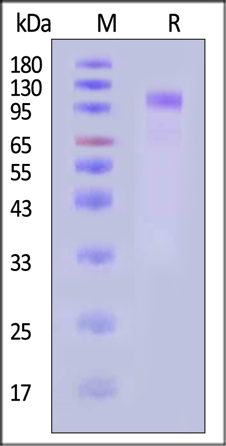 EGF R SDS-PAGE