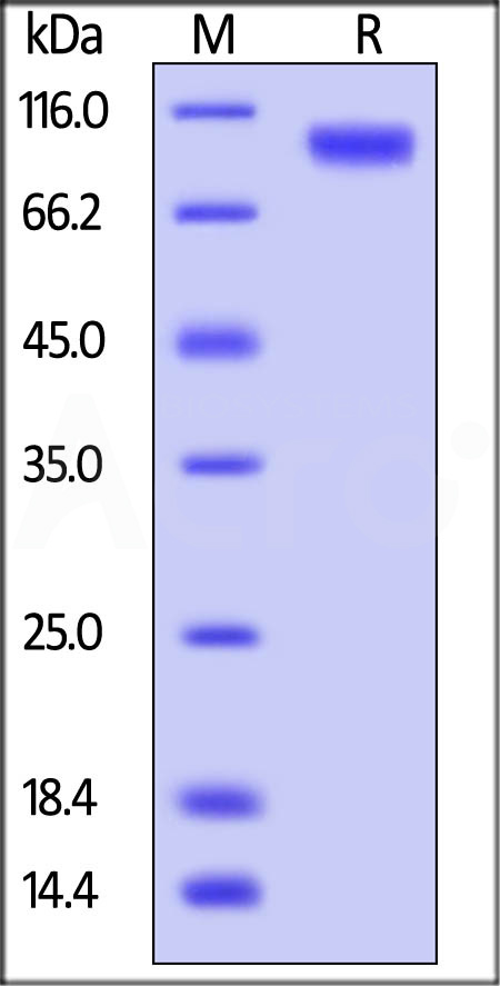 ErbB4 SDS-PAGE