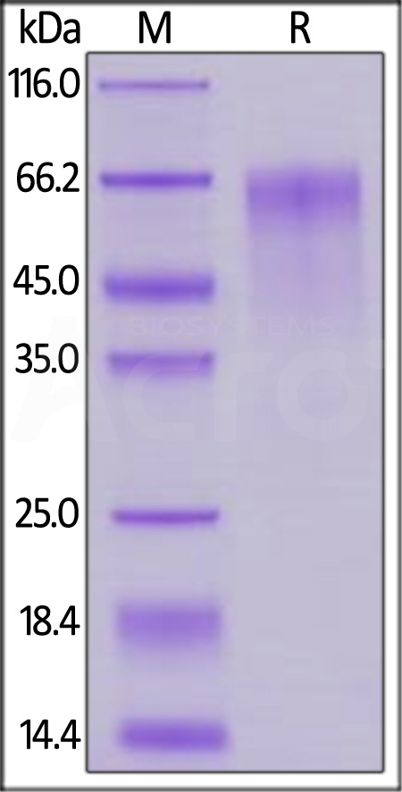 FGF R4 SDS-PAGE