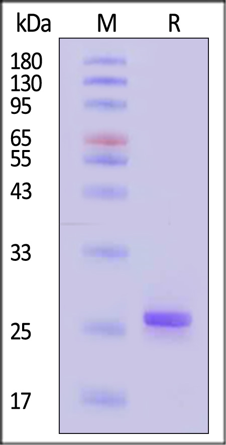 FGF-16 SDS-PAGE