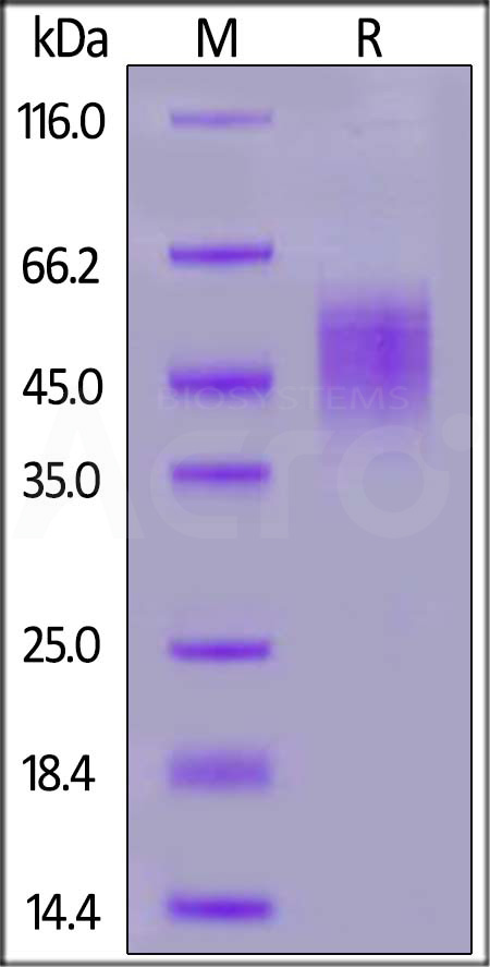 FGF R2 (IIIb) SDS-PAGE