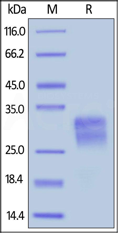 Flt-3 Ligand SDS-PAGE