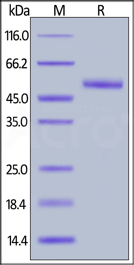 Frizzled-2 SDS-PAGE