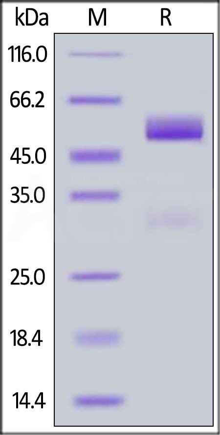 Frizzled-5 SDS-PAGE