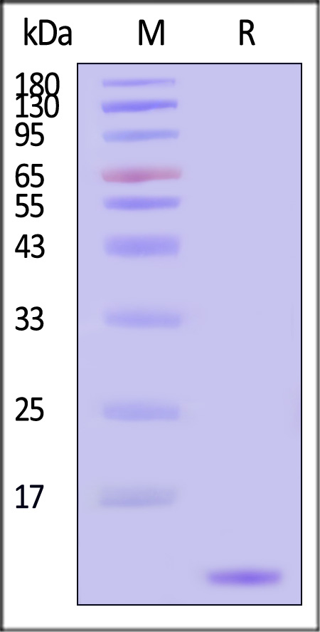 GDF-8 SDS-PAGE