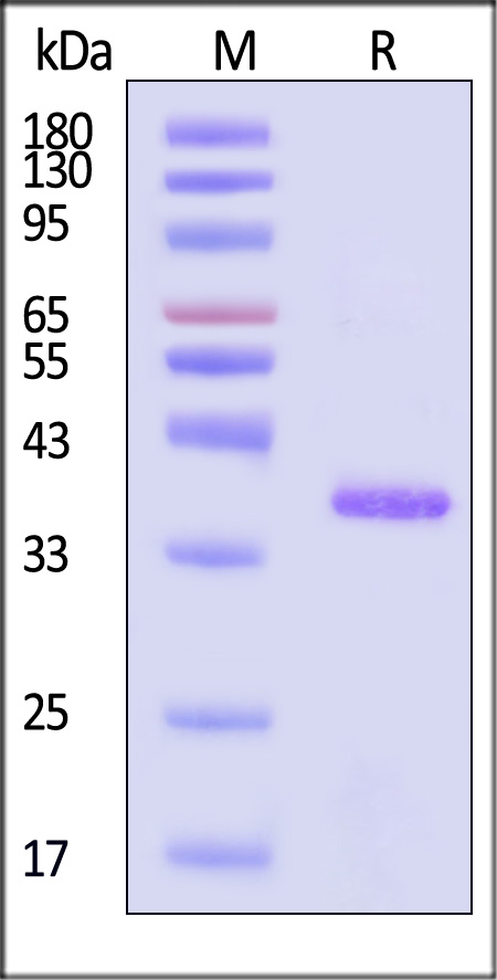 Glycoprotein G/G protein (RSV) SDS-PAGE