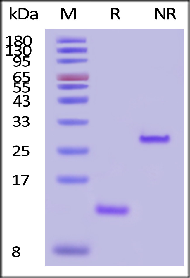 TGF-beta 1 SDS-PAGE