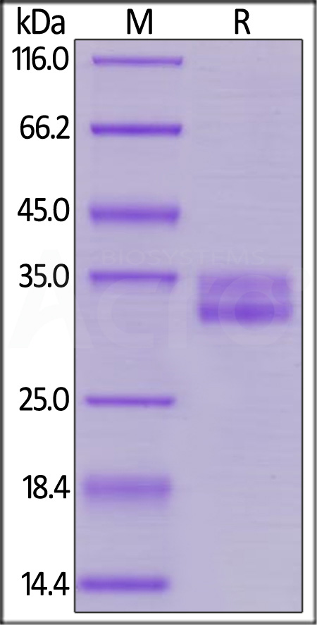 GPA33 SDS-PAGE