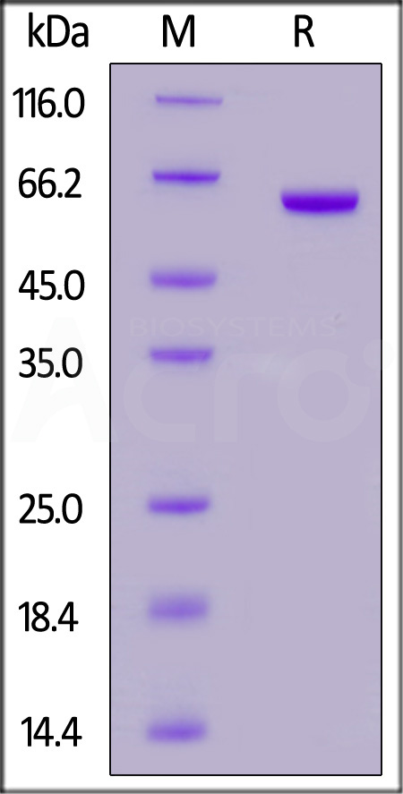 GPA33 SDS-PAGE