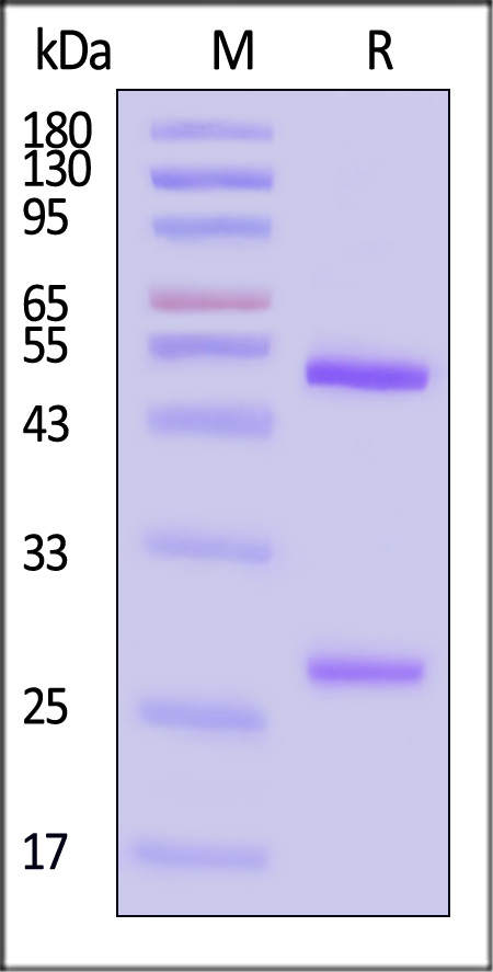 Hemagglutinin/HA (Influenza Virus) SDS-PAGE