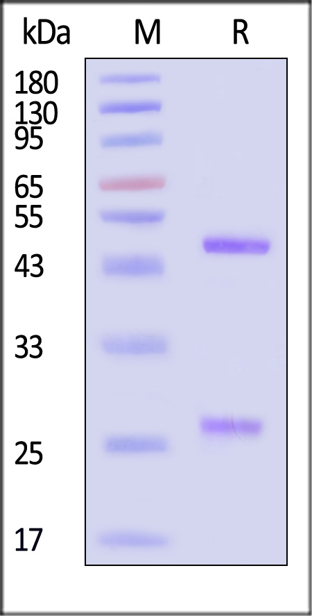 Hemagglutinin/HA (Influenza Virus) SDS-PAGE