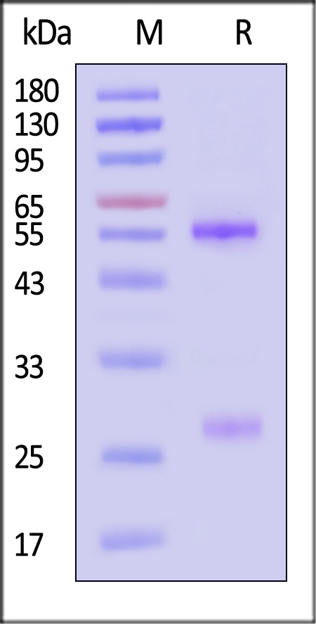 Glycoprotein G (HeV) SDS-PAGE