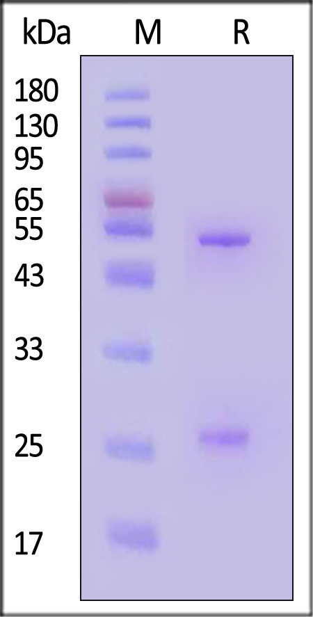 Prefusion glycoprotein F0/pre-F protein (RSV) SDS-PAGE