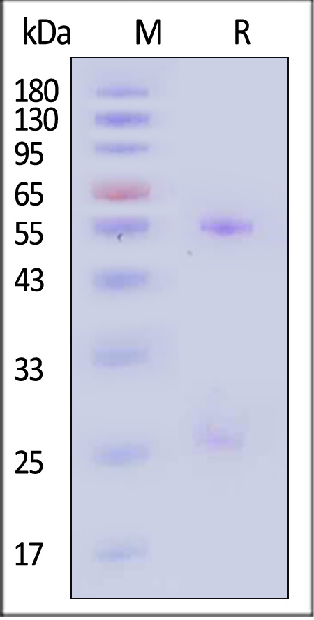 Prefusion glycoprotein F0/pre-F protein (RSV) SDS-PAGE