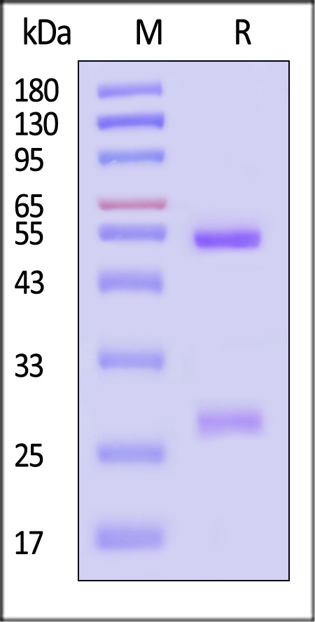 gB SDS-PAGE