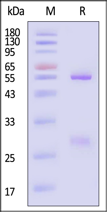 Glycoprotein C/gC (HSV) SDS-PAGE