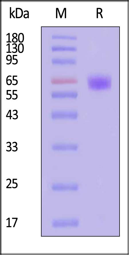 IFN-alpha/beta R1 SDS-PAGE