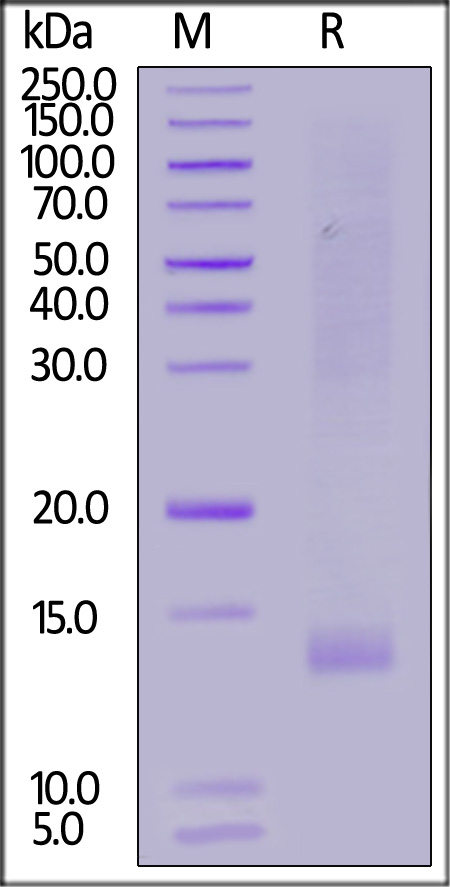 IGF-I SDS-PAGE