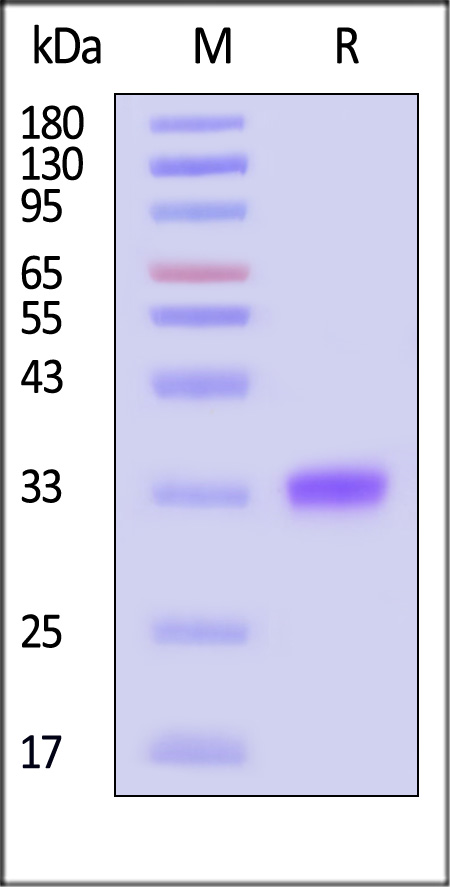 IgG2 Fc SDS-PAGE